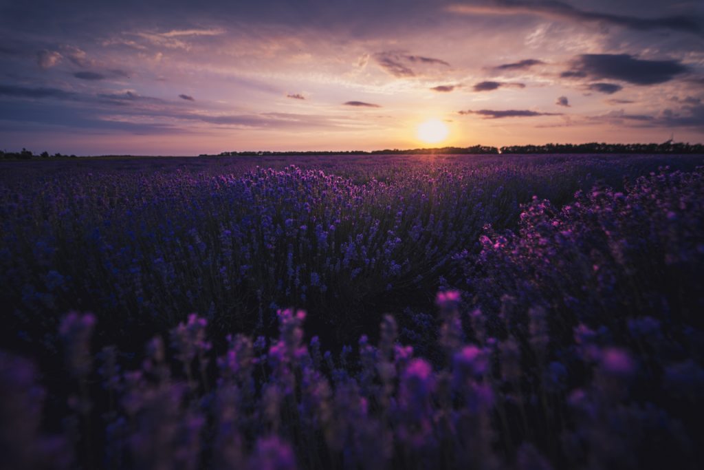 Lavendelfeld Bulgarien